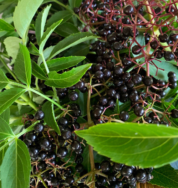 Elderberries  - why I keep these on hand at all times.
